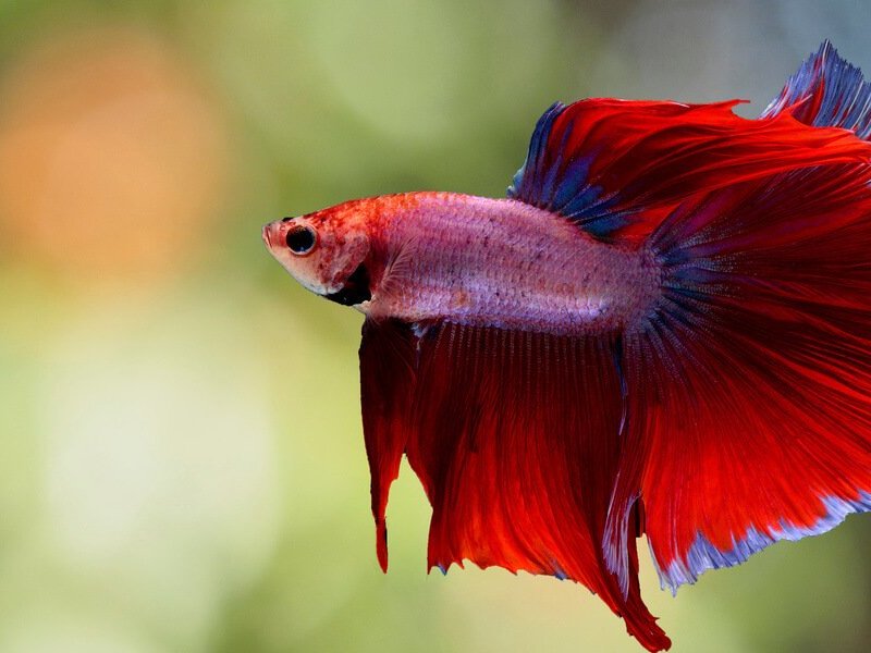 Can 1 Male And 2 Female Betta Fish Live&nbsp;Together?