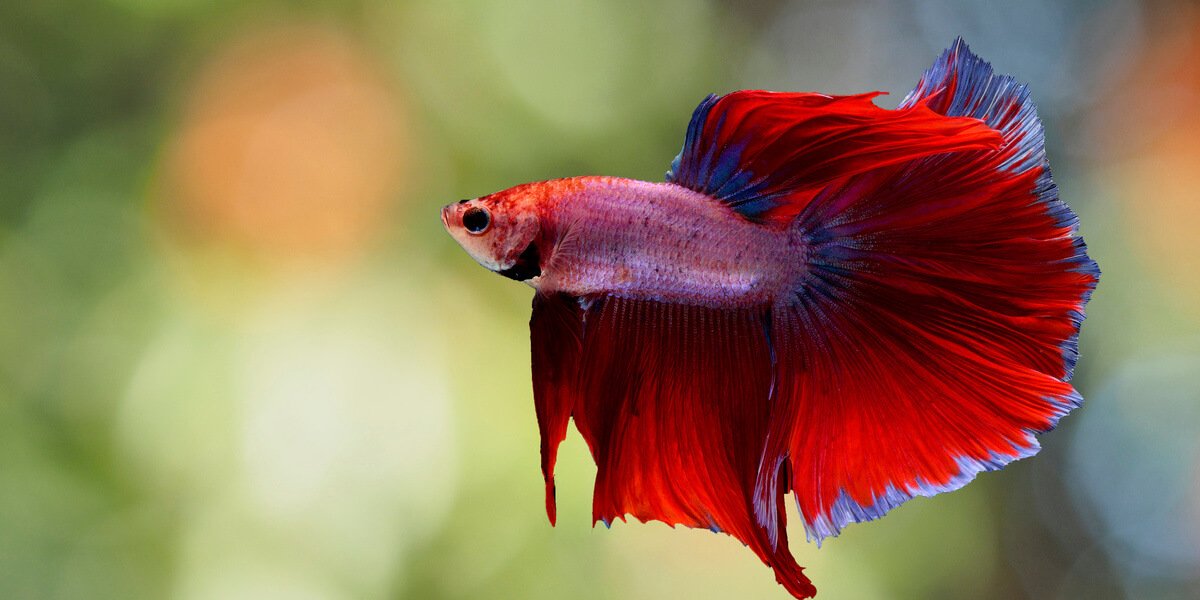 Can 1 Male And 2 Female Betta Fish Live&nbsp;Together?